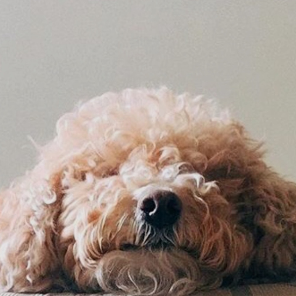 Meet your Posher, Posh